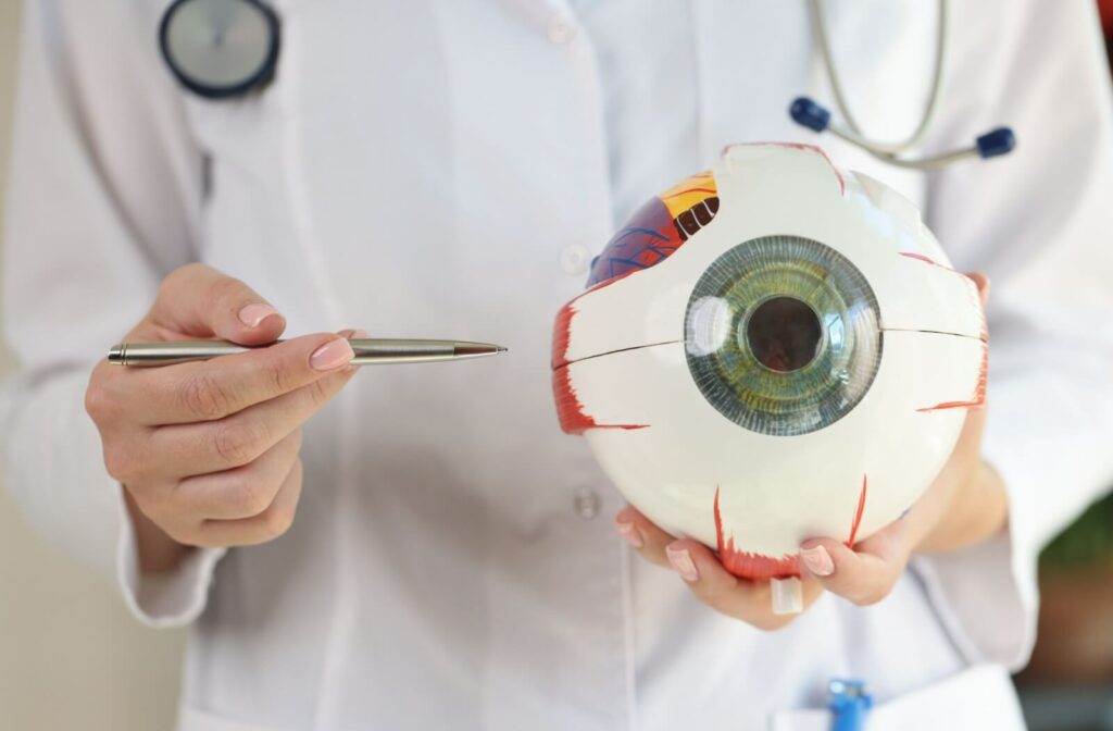 An optometrist holds an anatomical model of a human eye, using a pen to explain where eye disease symptoms can be detected.